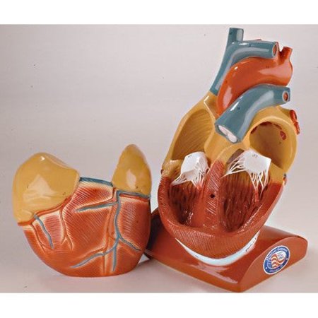 DENOYER-GEPPERT Anatomical Model, Giant Heart w/Pericardium 0101-00